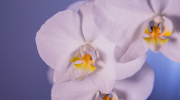 Ingredient Feature: Orchid Oil