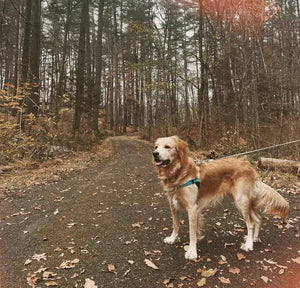 Hiking Around the Hudson Valley: Roosevelt Farm Lane Trail