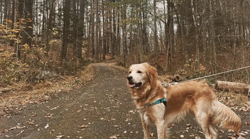 Hiking Around the Hudson Valley: Roosevelt Farm Lane Trail