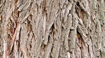 Ingredient Feature: White Willow Bar