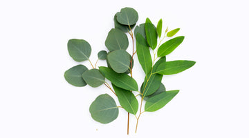 Summer Skin Happiness: 5 Natural Ingredients in SallyeAnder's Eucalyptus Essential Soap That Support