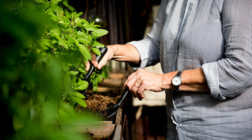 Garden Ingredients: Cultivating Wellness for Skin and Spirit