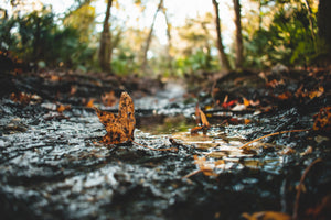 Mud Season: A Time for Renewal for Life & Your Skin