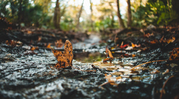 Mud Season: A Time for Renewal for Life & Your Skin