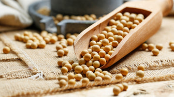 Soy Oil: A Dual Role in Bug Defense and Essential Oil Potency