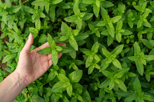 Ingredient Feature: Mint